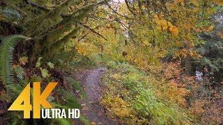 Autumn Forest Walk in 4K  25 HRS Nature Video with Nature Sounds and Birds Singing [upl. by Moreland164]