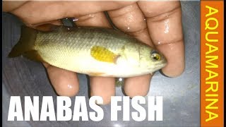 Anabas Fish  Climbing perch  Anabas testudineus hands on detail video  Aquamarina [upl. by Aurthur]