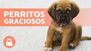 CACHORROS ADORABLES y GRACIOSOS 🐶 ¡Vídeos de Perritos Tiernos [upl. by Bagley331]