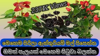 How to grow Anthurium plant  How to transplant  ඇන්තුරියම් වගාව බදුන් මාරුකිඊම [upl. by Onin]