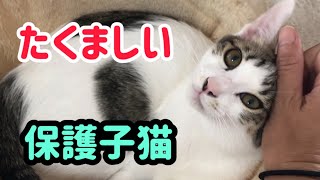 【保護子猫】保護猫八兵衛、肝っ玉が大きい新入り子猫。 [upl. by Adnawed617]