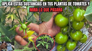 Cómo aumentar la resistencia a plagas y enfermedades de una planta de tomates [upl. by Ahsykal]