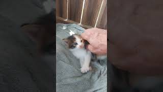 Calico Kitten Life 611 [upl. by Joellyn]