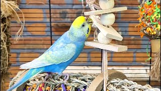 budgie sounds for 7 hours [upl. by Poppas]