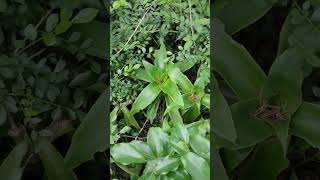 Callisia fragrans What bamboo 甚麼竹 樟樹苗 VID20241111072329 [upl. by Fitzhugh206]