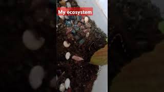 My ecosystem [upl. by Arvie]