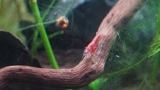 Shrimp edit3 aquarium shrimp neocaridina fyp trending plantedfishtank fish aquascape shorts [upl. by Limaj]