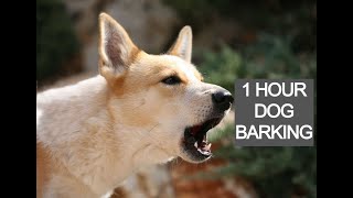 Dog barking 1 hour dog barking voice dog barking sounds [upl. by Juno630]