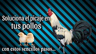 Soluciona el PICAJE en tus Pollos con estos sencillos pasos  Gallos Finos🐓 [upl. by Ayotahs]