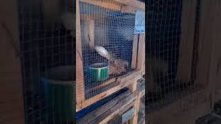 Rabbit Breeding In Zimbabwe rabbitfarming rabbits rabbit breeding [upl. by Dunning849]