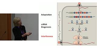 Jennifer Doudna CRISPR Basics [upl. by Nnaeilsel]