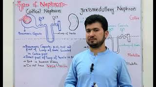 Types of nephron cortical nephron Juxtamedullary Nephron MDCAT Biology Vasa Recta [upl. by Corkhill]