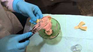 Taking an Awesome Alginate Impression [upl. by Kohsa]