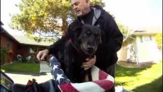 Dog Ryder  Dog riding on motorcycle Motorcycle pet carrier Dog Rider [upl. by Muns]