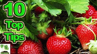 10 Tips To Grow The Best Strawberries Ever [upl. by Haek952]