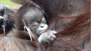 Fütterung Orang Utans  Orang Utan Baby  Tierpark Hellabrunn [upl. by Snilloc]