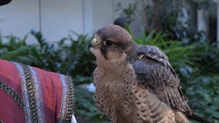 Falconer Lord Robert Chessman Invites You To The 32nd Annual Renaissance Festival [upl. by Barbabas974]