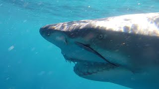 Swimming with wild lemon sharks [upl. by Ming590]