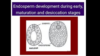 Endosperm development  Early Maturation Dessication stages [upl. by Ettari]