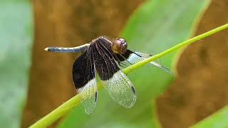 Neurothemis tullia the pied paddy skimmer dragonfly wonderfulnature beautyofnature entomology [upl. by Buckie]