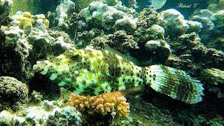 Découvrez la beauté des fonds marins avec un Poisson lime gribouillé  Aluterus scriptus [upl. by Eceined]