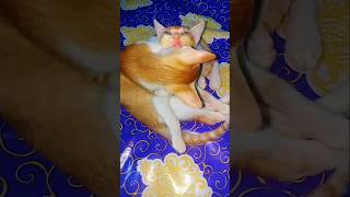 AJ ki Raat maja husn Ka aankhon se li jiye😘😍 tuni and Sundorir romance moment🫣 🤭 cuteanimal cat [upl. by Soracco578]