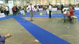 Euro dogshow 2008 Budapest Italian Greyhounds [upl. by Lednar]