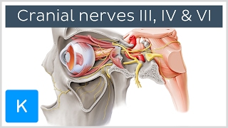 Oculomotor Trochlear and Abducens Nerves preview  Human Anatomy  Kenhub [upl. by Ernestus899]