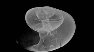 XRay microCT of a shelled pteropod Limacina helicina antarctica [upl. by Darb]