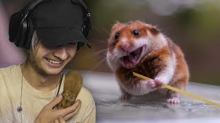 DE MEEST SCHATTIGSTE HAMSTER FILMPJES  Pascal [upl. by Adnilev376]