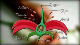 Flower Dissection  Reproduction in flowering plants [upl. by Arlette440]