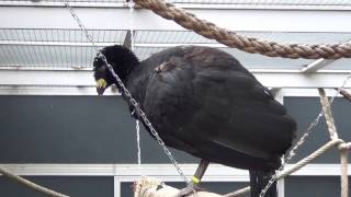 Displaying Bare faced Curassow [upl. by Aihsened]