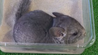 CHINCHILLAS  El baño con arena para las chinchillas ¡Imágenes impresionantes [upl. by Jamilla308]