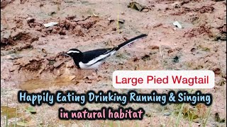 Pied Wagtail Eats Drinks Runs n Singswhitebrowedwagtailwagtailbirdseatingbirdsdrinkingwater [upl. by Maddalena]