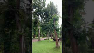 Teak Museum 🌳🌊 travel trending shortvideo viralvideo shorts shortsfeed dgvlogs [upl. by Nail]