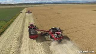 2016 CanolaSeeding to Harvest in Southern Alberta [upl. by Enyrb]