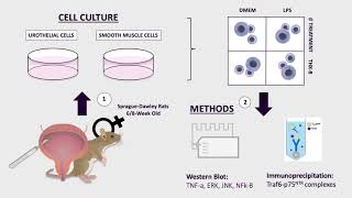 339 Decreased Inflammatory Response of Urothelial and Smooth Muscle Cells to Lipopolysaccharide [upl. by Llewellyn847]