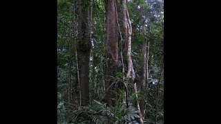 La succession écologique  🌳 [upl. by Kcirdes]