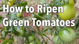 How to Ripen Green Tomatoes [upl. by Sivek]