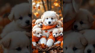 Puppy Cuteness Overload Fall Edition 🍁 [upl. by Phare271]