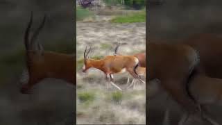 Blesbok with young shortsyoutube [upl. by Allenad]