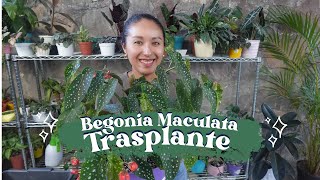 Trasplante de Begonia Maculata  TIPS de Cuidados [upl. by Anoerb]