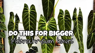 How to make Philodendron Melanochrysum leaves bigger and longer [upl. by Nannaihr]