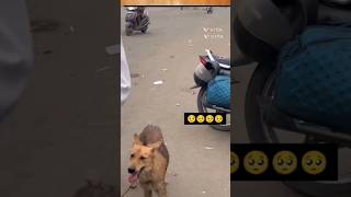 ഇനി ഓടാൻ വയ്യ😥pets puppy dog viral short shortvideo doglover pet trending trend [upl. by Reiss95]