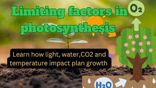 Limiting Factors in Photosynthesis Grade 9 Biology Lec8 [upl. by Abott552]