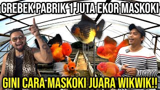 GREBEK PABRIK 1 JT EKOR MASKOKI GINI CARA MASKOKI JUARA WIKWIK Audreykingofthejungle indoexotic [upl. by Ahsenet]