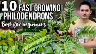 TOP 10 FAST GROWING PHILODENDRONS FOR BEGINNERS  EASY TO CARE PHILODENDRONS  PHILODENDRONS [upl. by Aldrich988]