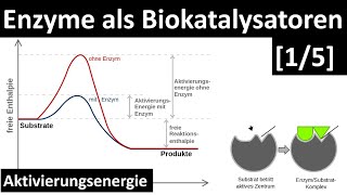 Enzyme sind Biokatalysatoren  Einführung Enzyme  Aktivierungsenergie 15  Biologie Oberstufe [upl. by Eilzel739]