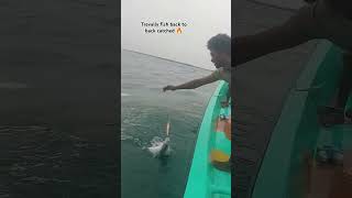 Trevally fish back to back catched use fishing fiber hook fishinglife fishingvideos  motivation [upl. by Wenoa735]