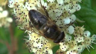 Sur les cotoneasters abeilles et syrphes [upl. by Frierson]